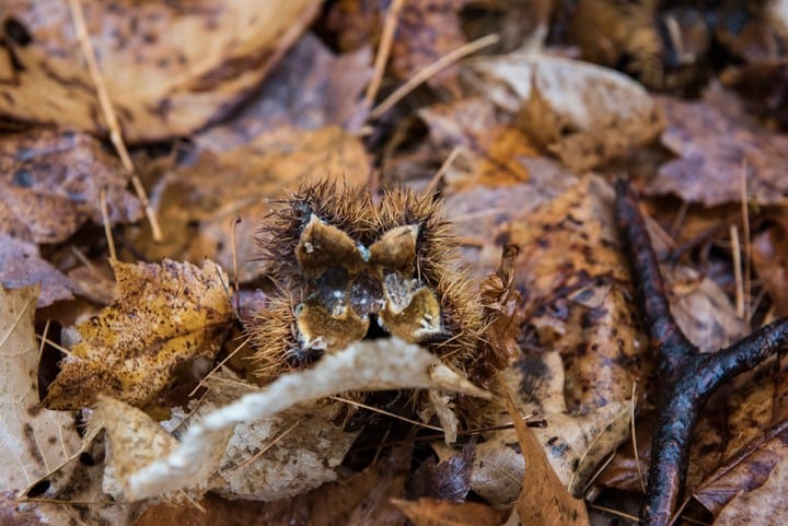 klementovich20151202-Chestnut