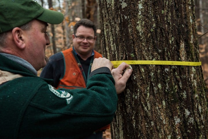 klementovich20151202-UMaine Foundation tallest American chestnut