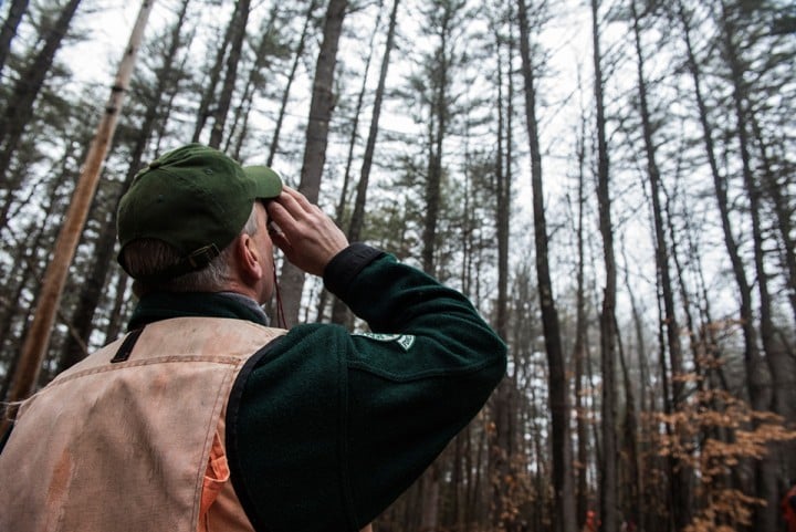 klementovich20151202-American chestnut measurement